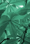 Green Business Workshop - photo